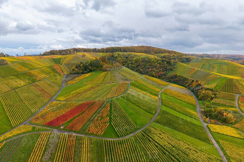 Vineyards in full autumn splendor under grey skies, near StrÃ¼mpfelbach im Remstal, Rems-Murr-Kreis, Baden-WÃ¼rttemberg, Germany