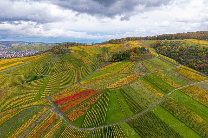 Autumn vineyards with colorful vines and cloudy sky, autumn, near StrÃ¼mpfelbach im Remstal, Rems-Murr-Kreis, Baden-WÃ¼rttemberg, Germany