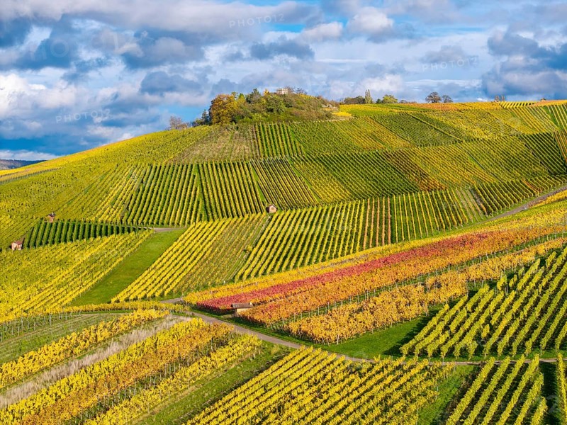 Vineyards with colorful rows of vines on hilly terrain in autumn, near StrÃ¼mpfelbach im Remstal, Rems-Murr-Kreis, Baden-WÃ¼rttemberg, Germany