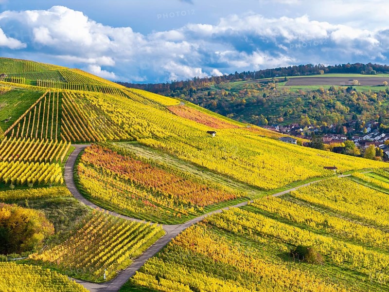 Bright yellow and orange vineyards in autumn with curved paths and cloudy sky, near StrÃ¼mpfelbach im Remstal, Rems-Murr-Kreis, Baden-WÃ¼rttemberg, Germany