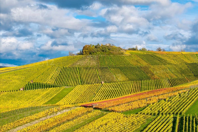 Detailed view of colorful vineyards in autumn with green and yellow vines, near StrÃ¼mpfelbach im Remstal, Rems-Murr-Kreis, Baden-WÃ¼rttemberg, Germany