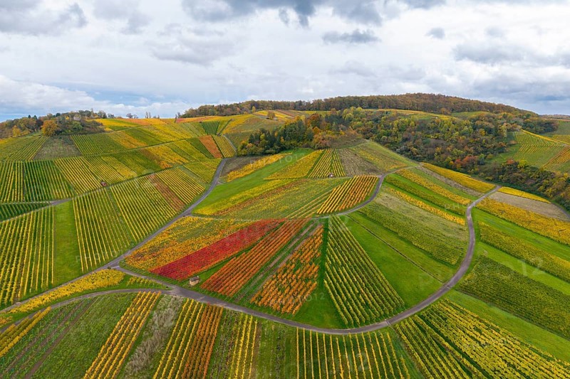 Colourful hills and fields with autumn-coloured wine rows, autumn, near StrÃ¼mpfelbach im Remstal, Rems-Murr-Kreis, Baden-WÃ¼rttemberg, Germany