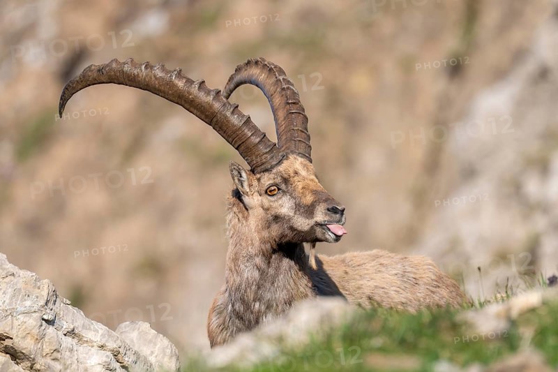 Capricorn (Capra ibex) shows tongue, male, Alpstein, Appenzell, Switzerland