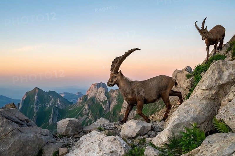 Two ibexes (Capra ibex) in front of mountain panorama, male, Alpstein, Appenzell, Switzerland