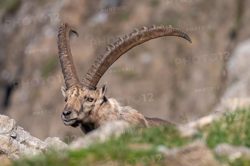 Capricorn (Capra ibex), male, Alpstein, Appenzell, Switzerland