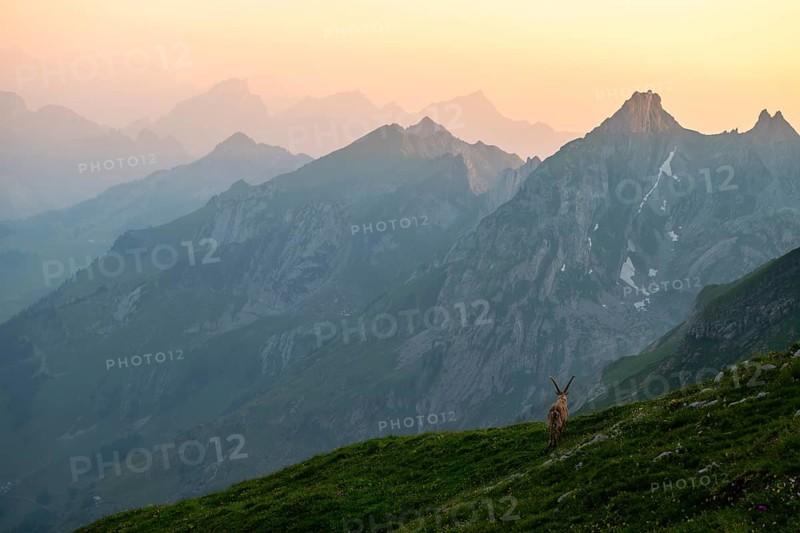 Capra ibex in front of mountain panorama at dusk, male, Alpstein, Appenzell, Switzerland