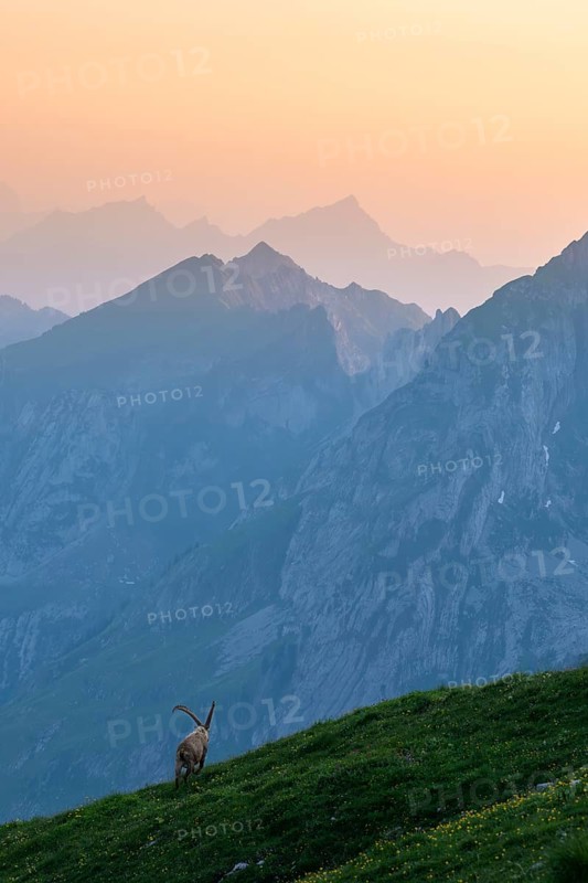 Capra ibex in front of mountain panorama at dusk, male, Alpstein, Appenzell, Switzerland