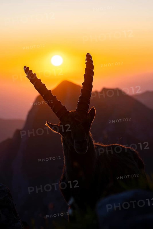 Capricorn (Capra ibex), facing the rising sun, male, Alpstein, Appenzell, Switzerland