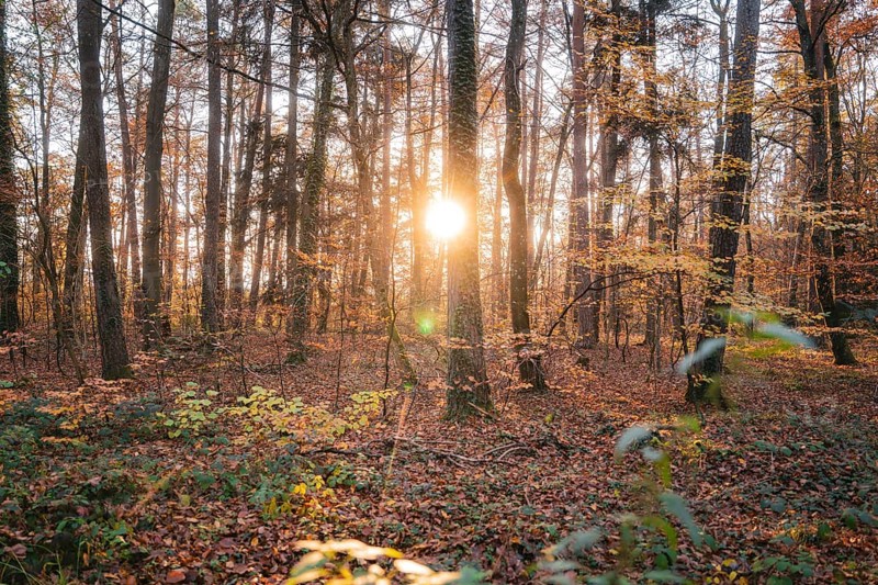 Sunbeams penetrate the trees of an autumn forest