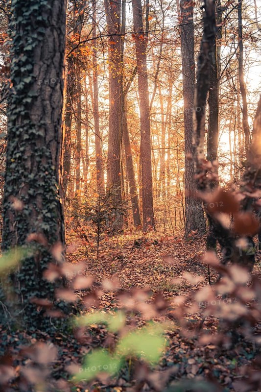 Sunlight floods through a quiet autumn forest in the afternoon