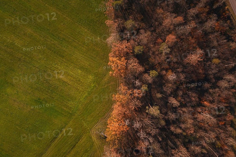 Aerial view of colorful autumn forest bordering an open field