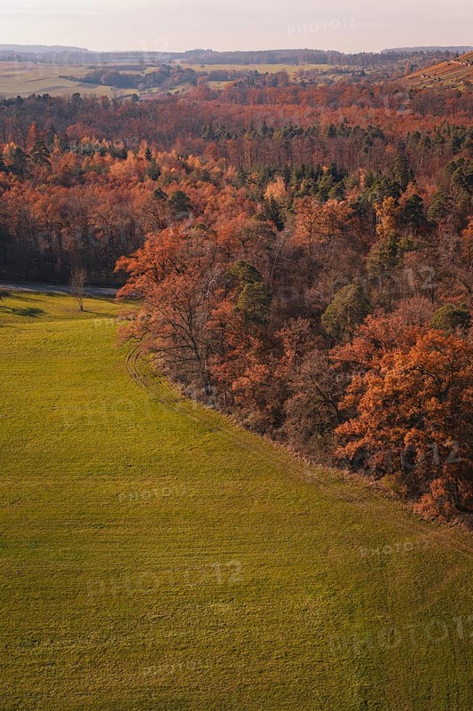 Mixed forest in autumn colors bordering a vast green meadow