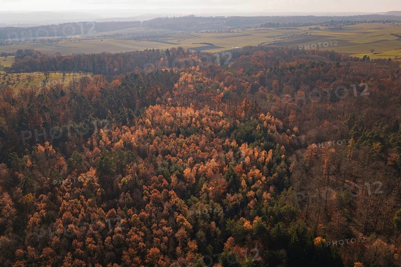 Extensive autumn forest landscape with a dense carpet of colorful leaves