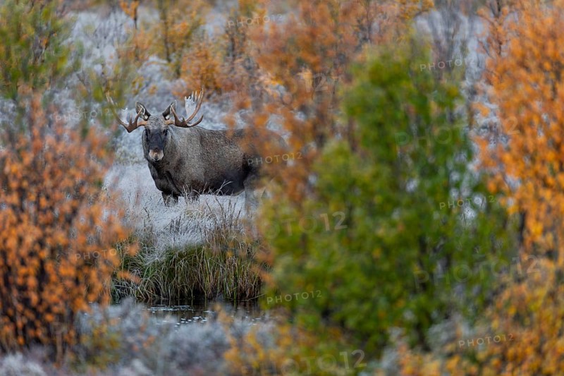 Bull elk (Alces alces) in autumn, autumn landscape, Norway