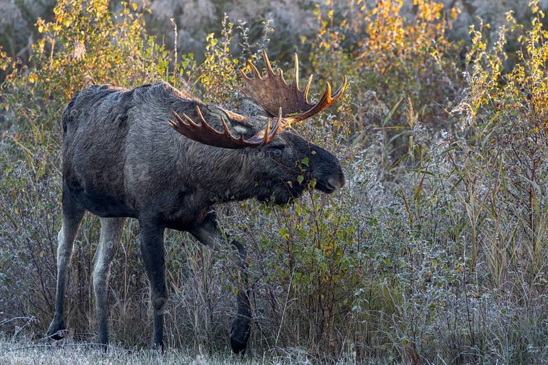 After a cold night with hoarfrost, the first rays of sunshine hit the antlers of bull elks (Alces alces), Denmark