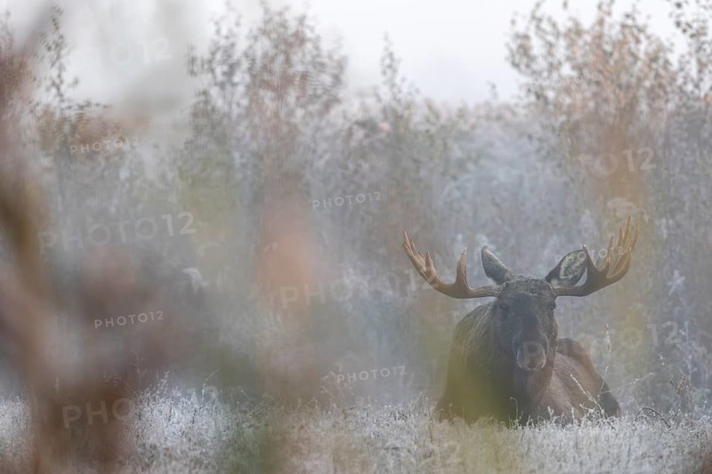 After a cold night with hoarfrost, the first rays of sun hit the antlers of bull elks (Alces alces), lie, rest, Denmark
