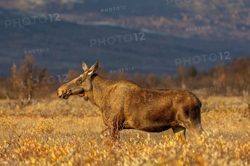 An elk cow (Alces alces) wanders through a swamp area in the light of the evening sun, Norway