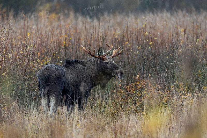 Bull elk (Alces alces) in a large swamp area, Denmark