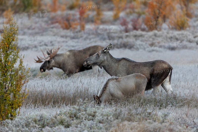 While elk cow (Alces alces) and bull elk communicate with each other, the calf takes no notice of what happened, rutting, Norway