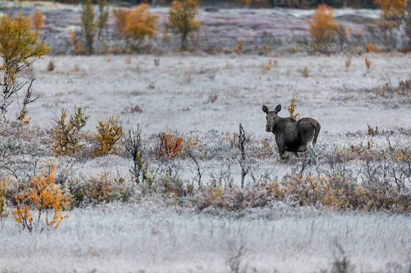 Elk cow (Alces alces) in a swamp area, hoarfrost, Norway