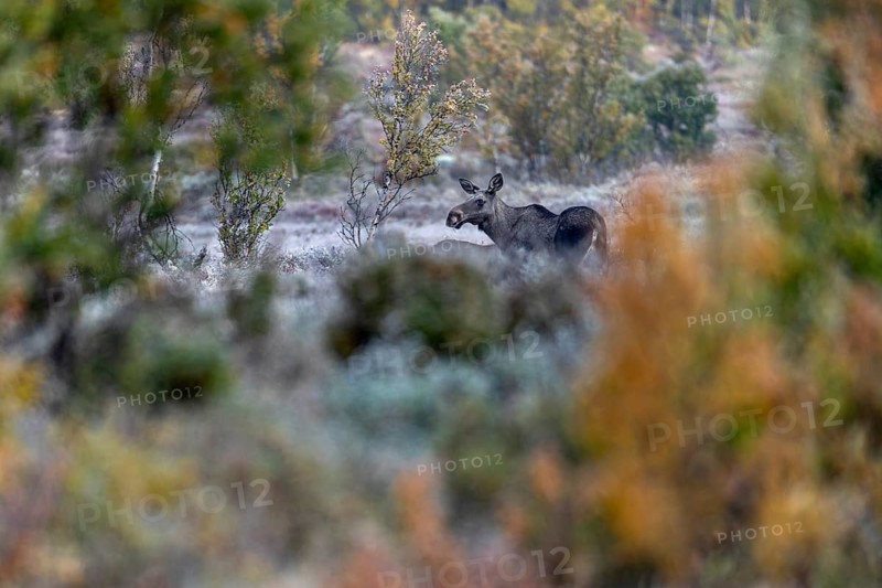 Elk cow (Alces alces) and calf in a swamp area, hoarfrost, Norway