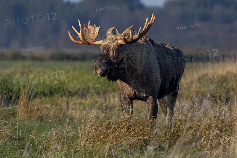 A bull elk (Alces alces) looking for food after the end of the rutting season, elk shovel, Denmark