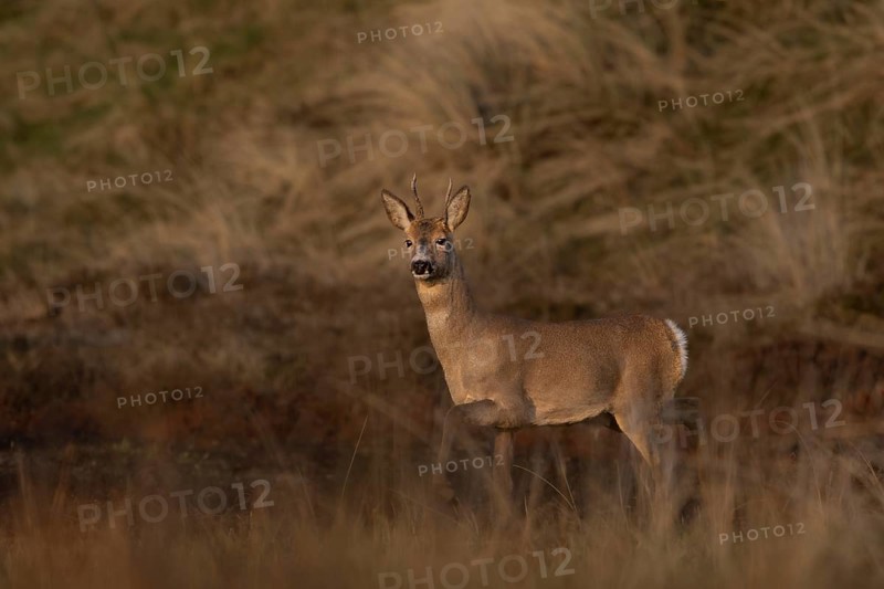 In the last light of the evening sun, the roebuck (Capreolus capreolus) becomes aware of another deer, dune landscape, eyes, Denmark