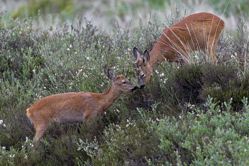 Suddenly a buttonbuck appears and immediately looks for proximity to the roebuck (Capreolus capreolus), after the first contact he invites him to a playful fight, social behavior, Denmark