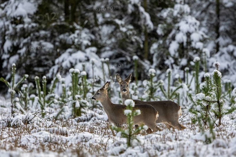 A trick (Capreolus capreolus) with fawn moves across a forest clearing in winter after being startled by wild boars (Sus scrofa), winter landscape, deer, fawn, Denmark