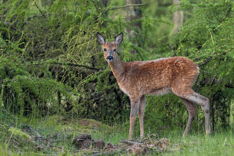 A young roebuck (Capreolus capreolus) in early summer larch forest, buttonbuck, fur change, spring forest, Denmark