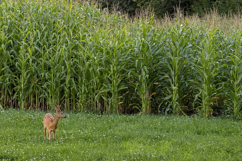 A roebuck (Capreolus capreolus) yearling branches in front of a corn field, Germany