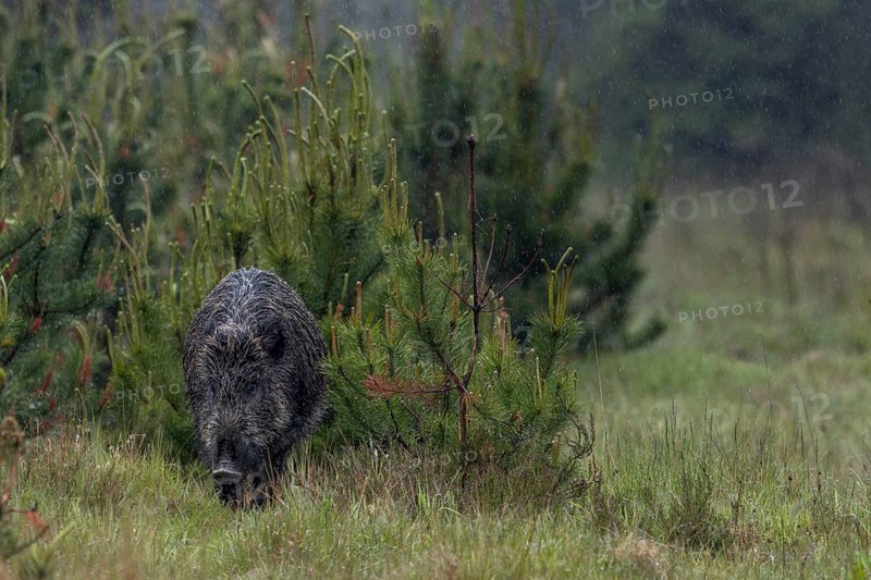 In torrential rain, a wild boar defector boar (Sus scrofa) searches for food on a forest path, rain shower, wild boar, Denmark