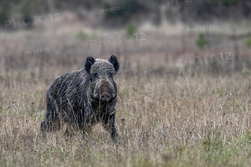 Wild boar boar (Sus scrofa) moves across a forest meadow, alert, eyeing, eye contact, Denmark