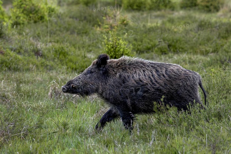 With its head held high, the boar boar (Sus scrofa) passes by me, Denmark