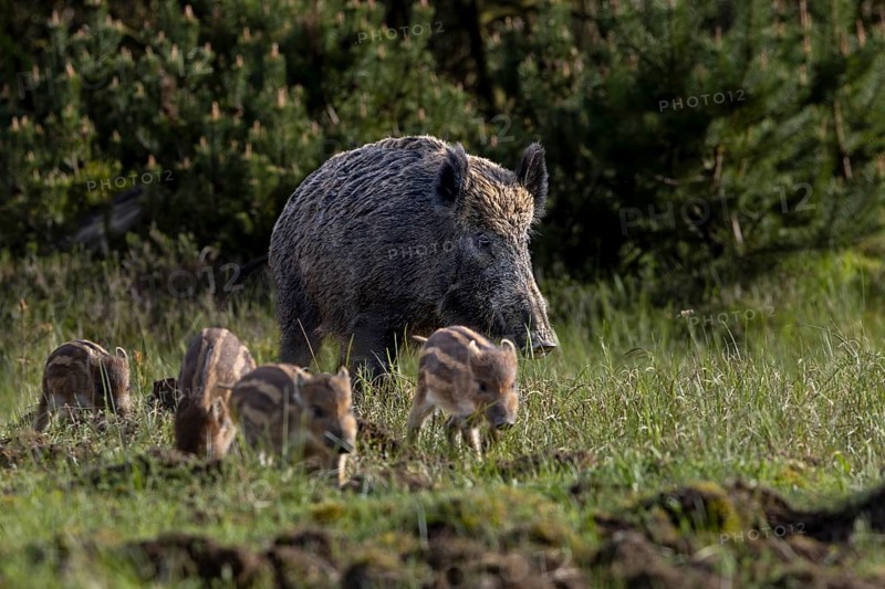 Wild boar stream (Sus scrofa) crosses a wild meadow with its piglets, boy rearing, Denmark