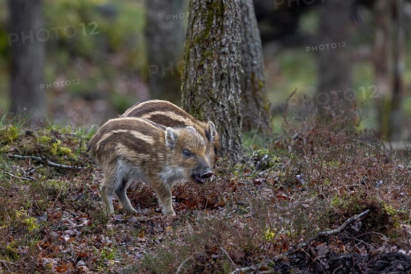 Wild boar cubs (Sus scrofa) looking for food, rearing boys, Denmark