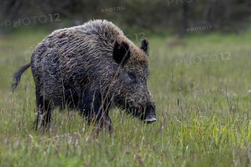 The wild boar boar (Sus scrofa) passes by me just a few meters away, Denmark