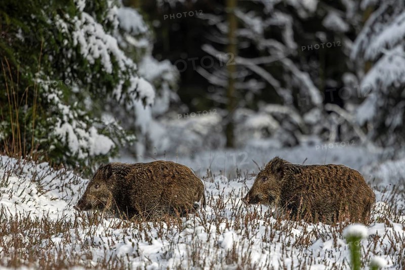 Two wild boar newbies (Sus scrofa) follow the stream, the low winter sun makes the coat appear reddish, newbie, winter landscape, Denmark
