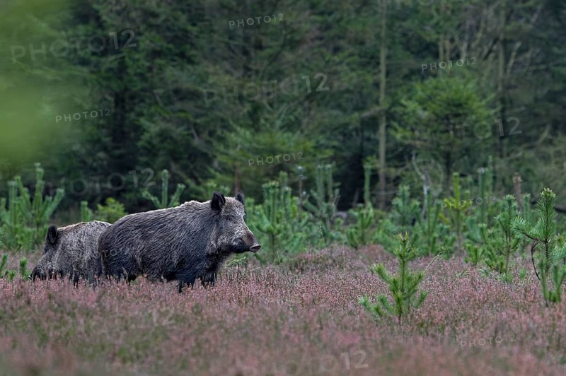 Two wild boar streams (Sus scrofa) stand carefully between withered broom heath, alert, eyes, Denmark