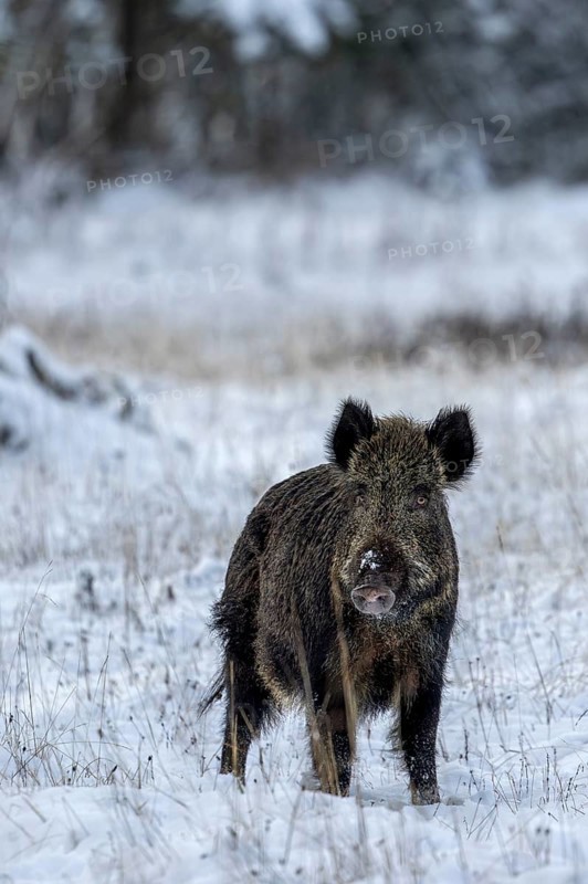 Wild boar boar (Sus scrofa) during mating season, looking for streams in winter landscape, intoxication season, winter landscape, Denmark
