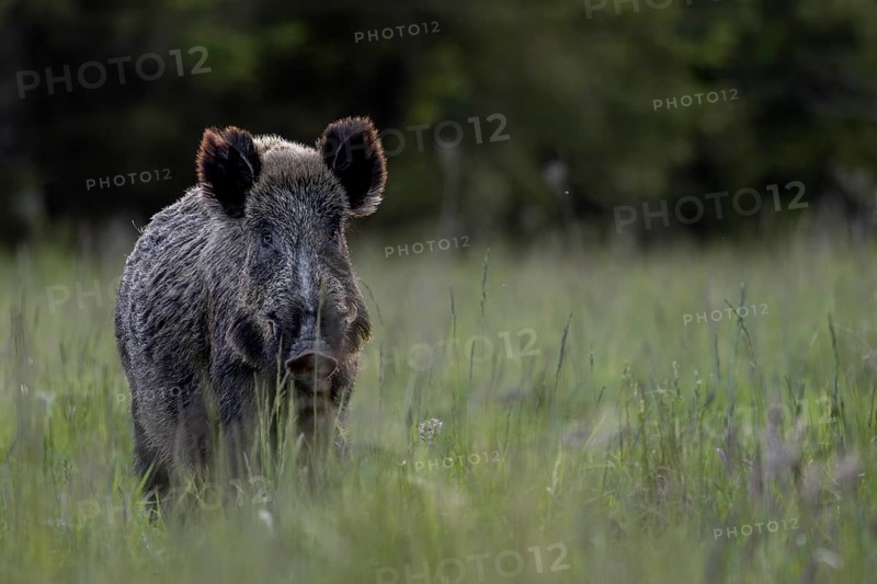 Wild boar boar (Sus scrofa) in a forest meadow, alert, eyeing, eye contact, Denmark