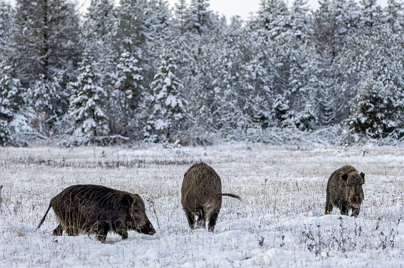 Wild boar boar (Sus scrofa) during mating season, meeting a stream in a winter landscape, fighting, confrontation, intoxication, winter landscape, Denmark