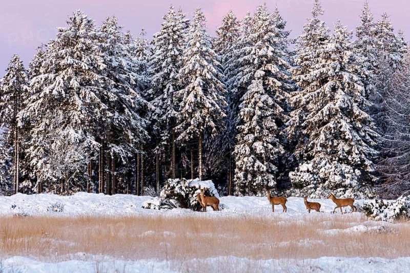 A fairytale winter landscape with rotted animals (Cervus elaphus) and calves, winter, snow, Denmark