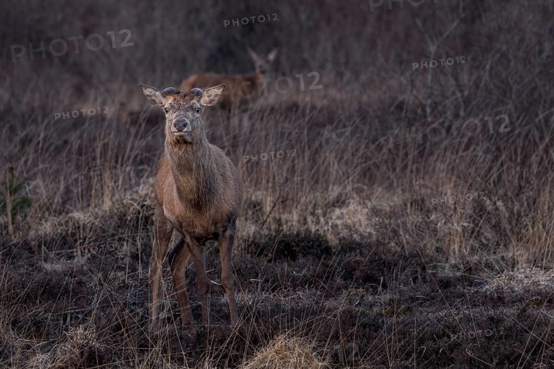 A few weeks ago, this red deer (Cervus elaphus) shed its antlers, the two semicircular dents on the head indicate the growth of the new antlers, shedding time, antlers, Denmark