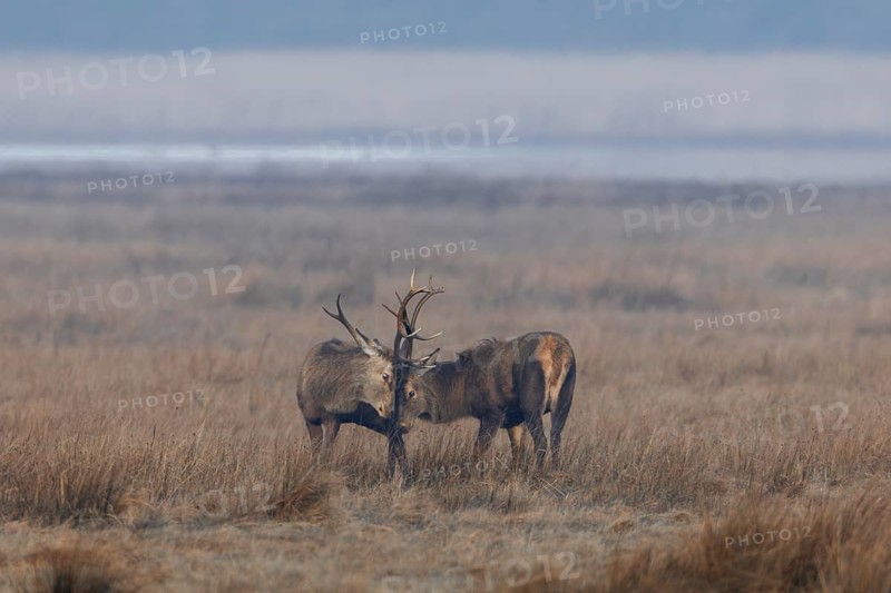 Two red deer (Cervus elaphus) playfully fight in the morning fog in a meadow, repeatedly interrupted by friendly gestures, ranking, fighting, quarrel, dispute, Denmark