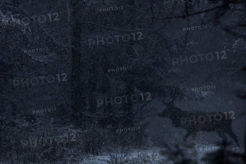 Like a shadow, the red deer (Cervus elaphus) moves silently across a forest path in the snow, twilight, snowfall, ghost, Denmark