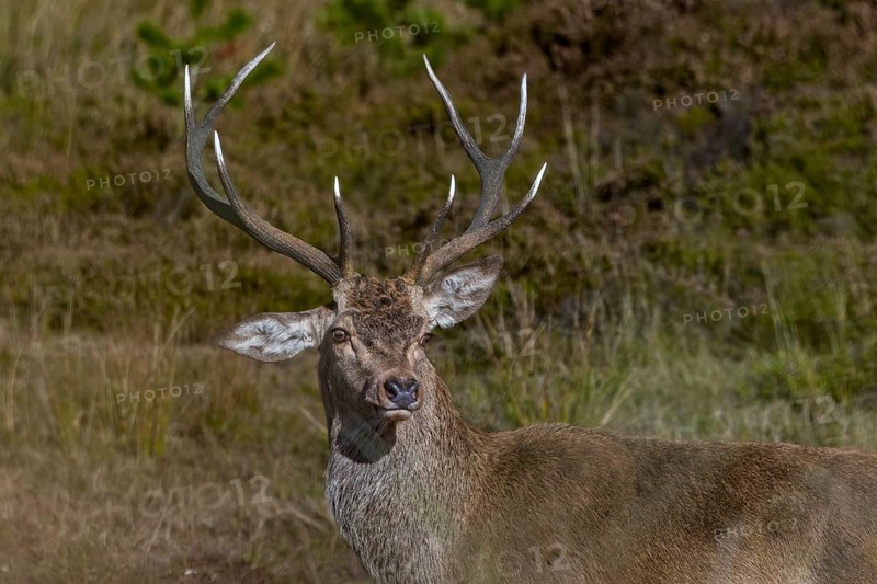 This red deer (Cervus elaphus) must have had a mishap as a calf, or perhaps during a playful fight, in any case he can no longer raise his right ear, floppy ear, portrait, Denmark