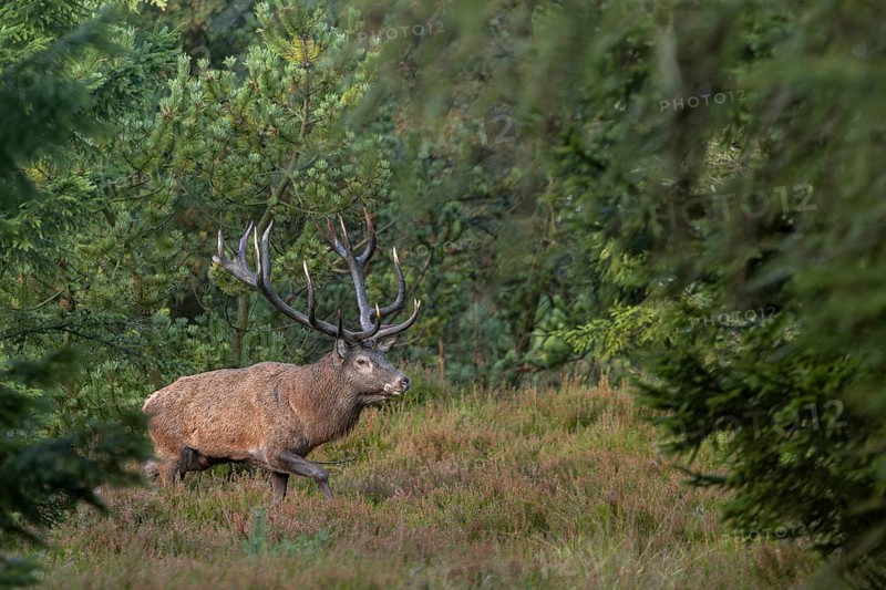 A red deer (Cervus elaphus) with impressive antlers crosses a path in spruce forest, rutting, rutting season, deer rutting, Denmark