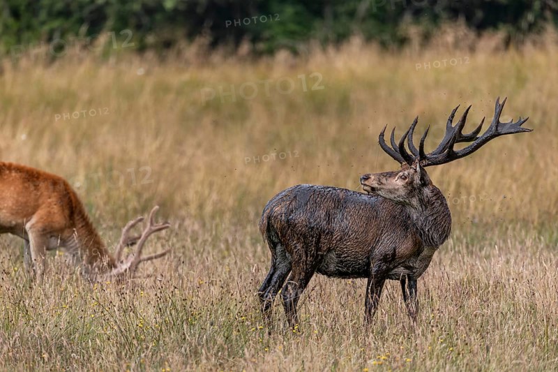 The red deer (Cervus elaphus) went to a wallow a few minutes ago and took a mud bath, wallow, SDenmark