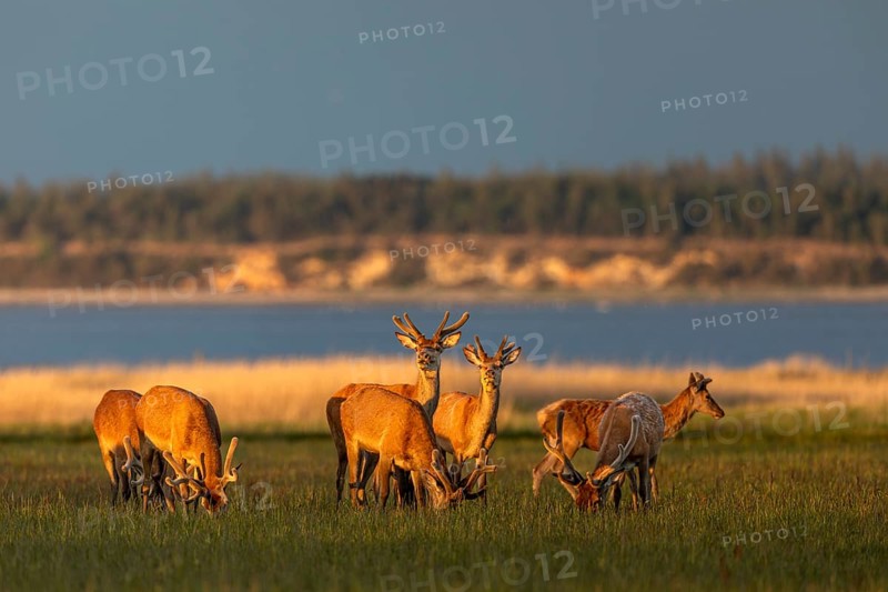 Despite this idyll, the Rothians (Cervus elaphus) always remain alert and keep an eye on the surrounding area, bastion antlers, North Sea coast, evening sun, Denmark